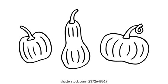 Hand drawn vector doodle pumpkins. Cute vector pumpkin for Halloween design, posters and prints. Trendy line art illustration. Trick or Treat art. Black and white spooky festive elements