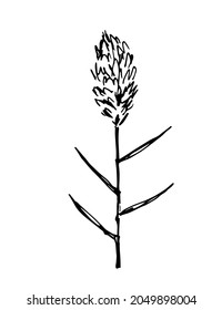 Hand drawn vector drawing in black outline. Panicle inflorescences, pampas steppe grass, wild reeds. Nature, plants for decorating boho style.