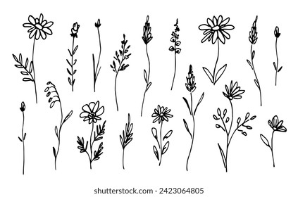 Hand drawn vector drawing with black outline. Set of floral elements, wild flowers, long thin stem, meadow grass. Organic plants, nature. Sketch in ink.