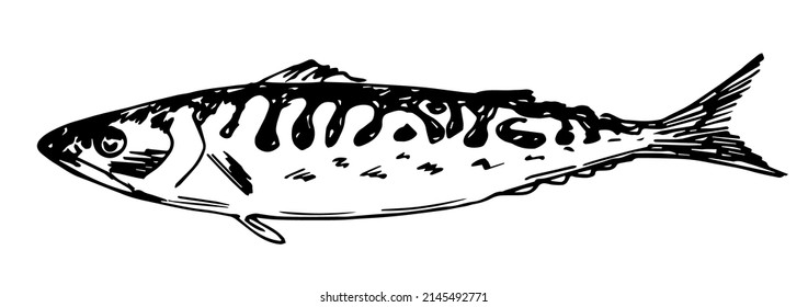 Dibujo vectorial dibujado a mano en estilo de grabado. Caballa de pescado de mar aislada de fondo blanco. Comida fresca, captura. Ingrediente, menú, etiqueta. Esbozo de tinta.