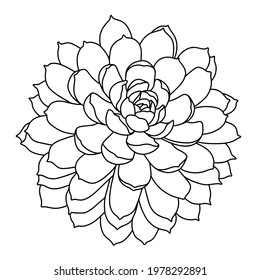 Hand Drawn Vector Echeveria Elegans Isolated Stock Vector (Royalty Free ...