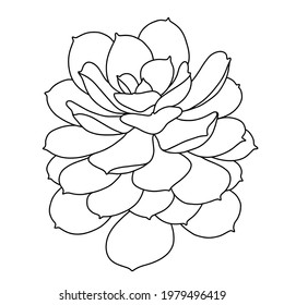 Hand Drawn Vector Echeveria Isolated On Stock Vector (Royalty Free ...