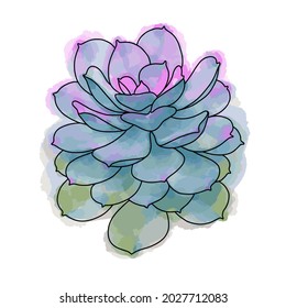 Hand drawn vector of Echeveria Purple Pearl isolated on white background. Stock illustration of succulent plant.
