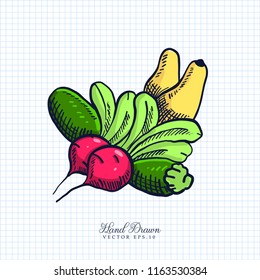 Hand drawn Vector of eggplant, pear and  sweet potatoes on Paper Bacground. Sketch illustration Vector eps.10