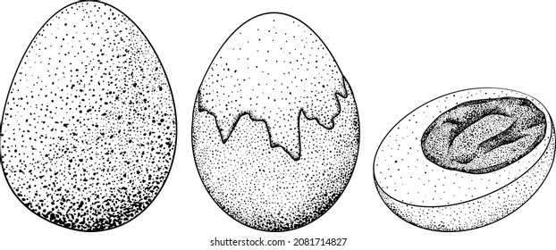 Hand drawn vector eggs. Scrambled, omelet, farm eggs. Drawing ingredients, rustic vector illustration