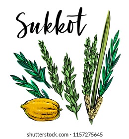 Hand drawn vector elements traditional for Sukkot. Palm leaf, citron, myrtle and willow leaves 