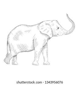 Hand drawn vector of elephant illustration