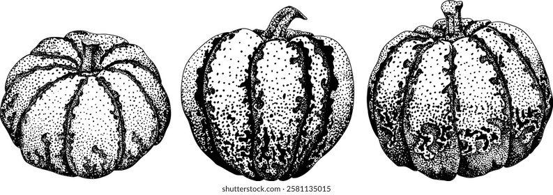 Hand drawn, vector, engraving illustration of different types of pumpkins. Autumn vegetable, fall gourd. Seasonal, Halloween and Thanksgiving decoration.	