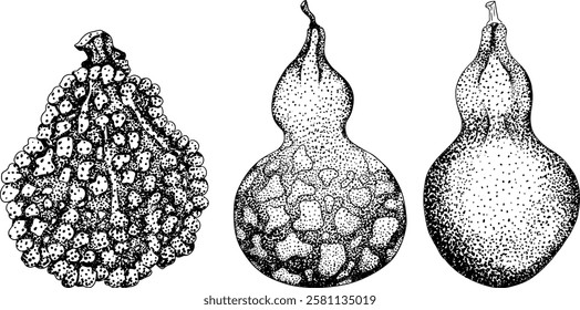 Hand drawn, vector, engraving illustration of different types of pumpkins. Autumn vegetable, fall gourd. Seasonal, Halloween and Thanksgiving decoration.	