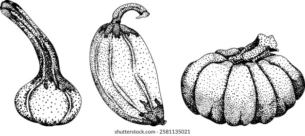 Hand drawn, vector, engraving illustration of different types of pumpkins. Autumn vegetable, fall gourd. Seasonal, Halloween and Thanksgiving decoration.	