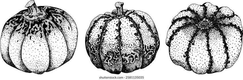 Hand drawn, vector, engraving illustration of different types of pumpkins. Autumn vegetable, fall gourd. Seasonal, Halloween and Thanksgiving decoration.	