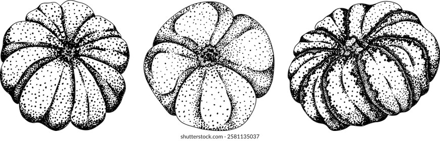 Hand drawn, vector, engraving illustration of different types of pumpkins. Autumn vegetable, fall gourd. Seasonal, Halloween and Thanksgiving decoration.	