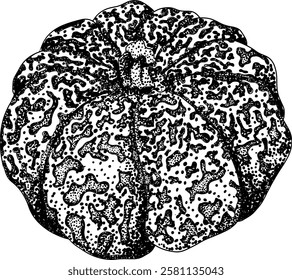 Hand drawn, vector, engraving illustration of different types of pumpkins. Autumn vegetable, fall gourd. Seasonal, Halloween and Thanksgiving decoration.	