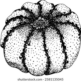Hand drawn, vector, engraving illustration of different types of pumpkins. Autumn vegetable, fall gourd. Seasonal, Halloween and Thanksgiving decoration.	