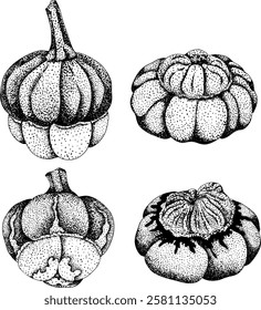 Hand drawn, vector, engraving illustration of different types of pumpkins. Autumn vegetable, fall gourd. Seasonal, Halloween and Thanksgiving decoration.	