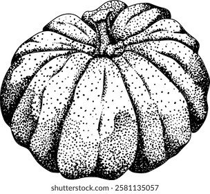 Hand drawn, vector, engraving illustration of different types of pumpkins. Autumn vegetable, fall gourd. Seasonal, Halloween and Thanksgiving decoration.	