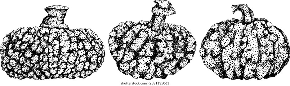 Hand drawn, vector, engraving illustration of different types of pumpkins. Autumn vegetable, fall gourd. Seasonal, Halloween and Thanksgiving decoration.	