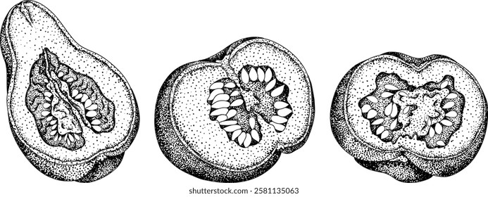 Hand drawn, vector, engraving illustration of different types of pumpkins. Autumn vegetable, fall gourd. Seasonal, Halloween and Thanksgiving decoration.	