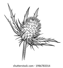 Hand drawn vector of  eryngo isolated on white background. Stock illustration of Sea holly  in line sketch style  for coloring pages.