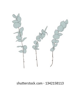 Hand drawn vector eucalyptus leaf design