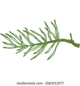 Hand Drawn Vector Evergreen Little Spruce or Pine Tree Branch Colorful Fir-needle Twig Sketch. Isolated.