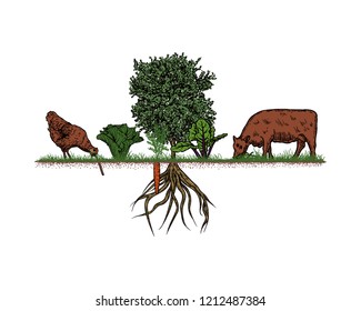 Hand Drawn Vector Farming Hen Chicken Eating Worm and Cow Eating the Grass and Vegetables Plants of Carrot, Cabbage, Lettuce, and Oak Tree Agriculture Sign Symbol Logo Template Design Inspiration