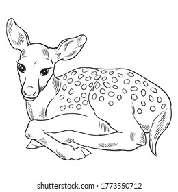 Vector dibujado a mano del peón aislado sobre fondo blanco. Ilustración en blanco y negro de ciervos jóvenes para colorear.