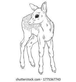 Hand drawn vector of fawn isolated on white background. Black and white stock illustration of young deer for coloring book.