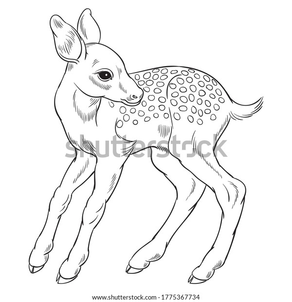 Hand Drawn Vector Fawn Isolated On Stock Vector (Royalty Free) 1775367734