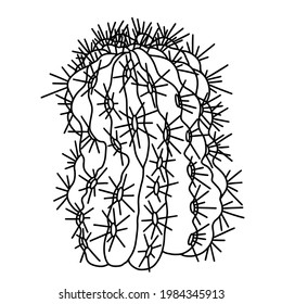 Hand drawn vector of ferocactus isolated on white background. Stock illustration of succulent plant in line sketch style  for coloring pages.