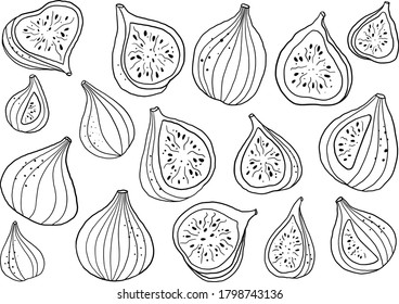 Hand drawn vector figs illustration. Isolated black linework figs clipart. Fig elements set. Graphic figs.