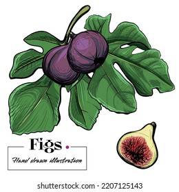 Illustration handgezeichneter Vektorgrafiken 