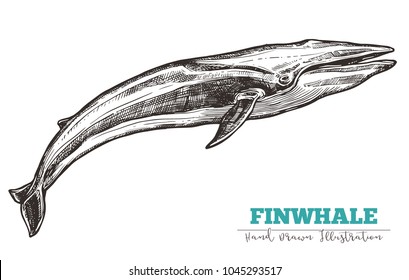 Hand drawn vector fin whale. Sketch engraving illustration of whale