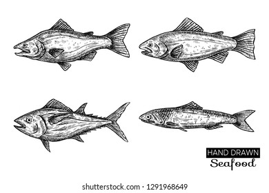 Hand drawn vector fish.