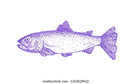 Hand drawn vector fish. Ink sketch of trout.  Retro style - engraving.