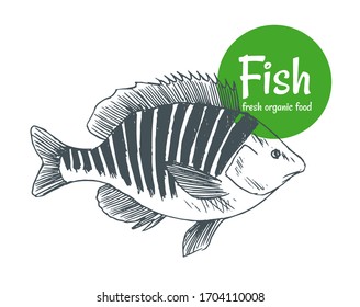 Peces vectoriales dibujados a mano. Pescado y productos de marisco guardan el afiche. Pesca de alimentos marinos y pesca oceánica. Se puede utilizar como restaurante menú de pescado o banderín de club de pesca