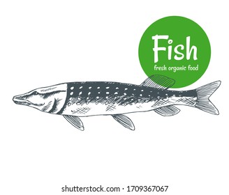 Hand drawn vector fish. Fish and seafood products store poster. Sea food fishery and ocean fishing catch. Can use as restaurant fish menu or fishing club banner