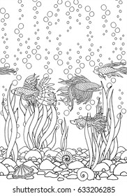 Peces vectoriales dibujados a mano, algas, conchas marinas, piedras. Bonito pescado acuario dibujado a mano Betta. Pescado del mar. Dibujo a mano en blanco y negro. Arte de línea. 