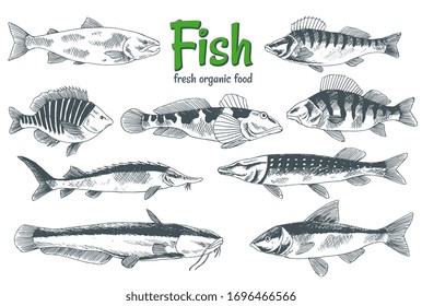 Hand drawn vector fishes. Fish and seafood products store poster. Can use as restaurant fish menu or fishing club banner. Sketch trout, carp, tuna, herring, flounder, anchovy