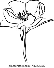Hand drawn vector floral illustration. Dog-rose flower. 