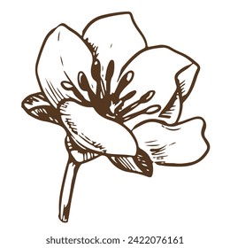 Hand drawn vector flower. Botanical detailed illustration of a strawberry flower using engraving technique on a white background. Ingredient for herbal tea. Illustration for the design of eco products