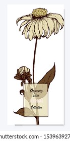 Hand drawn vector flower chamomile