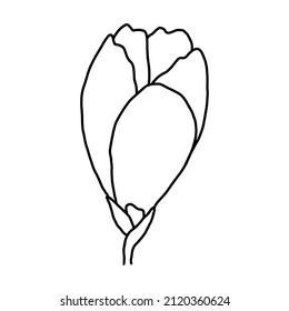 Hand drawn vector flower drawing. Decorative elements for design. Isolated on a white background. Ornament for embroidery, postcards and invitations