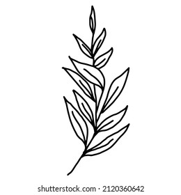 Hand drawn vector flower drawing. Decorative elements for design. Isolated on a white background. Ornament for embroidery, postcards and invitations