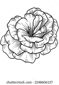 Hand drawn vector flower illustration 