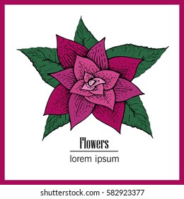 Hand drawn vector flower illustration.