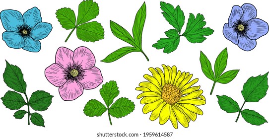 Hand drawn vector flowers and leaves isolated on white