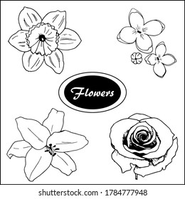 Hand drawn vector flowers set in sketch style for greeting cards, invitations, prints etc.