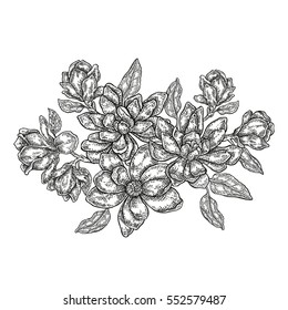 Hand drawn vector flowers. Vintage floral composition, spring magnolia flowers and leaves isolated on white background. Illustration engraved style.
