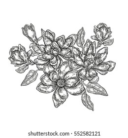 Hand drawn vector flowers. Vintage floral composition, spring magnolia flowers and leaves isolated on white background. Illustration in engraved style.